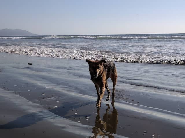 Morro Bay Dog Beach - Image 1