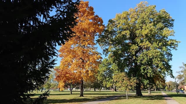 Mies Park - Image 2