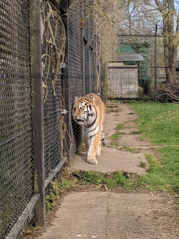 Howletts Wild Animal Park - Image 2
