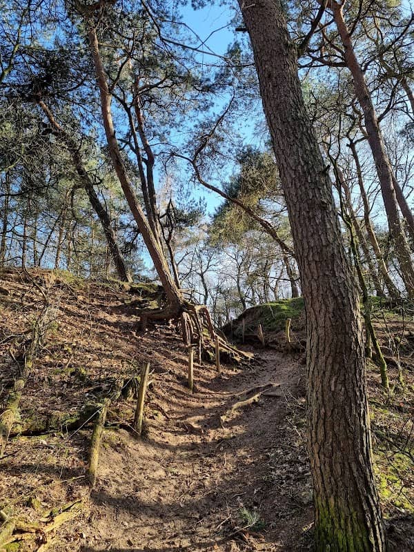 Bergharens Bos - Image 1