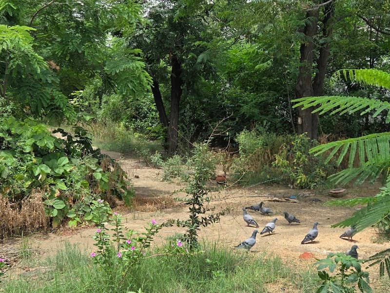Guru Nanak Sacred Forest Lohgarh Sahib Dina - Image 1