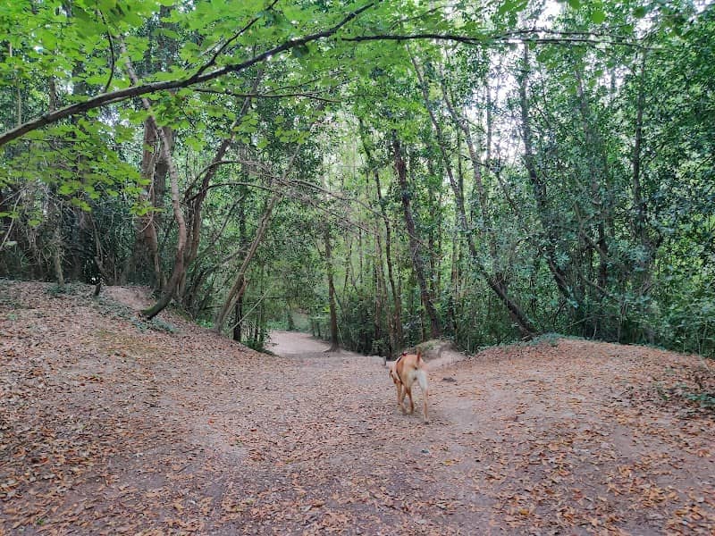 Knight Wood - Image 2