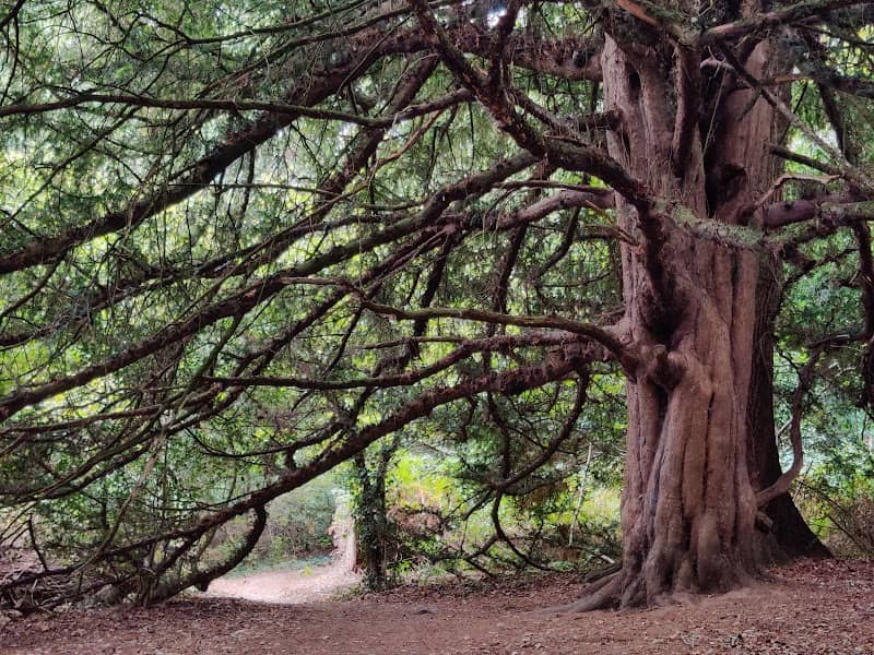Knight Wood - Image 1