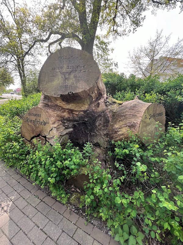 Umgefallene Eiche - Image 2