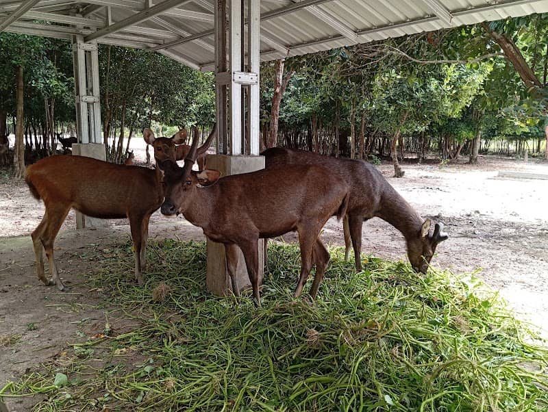 Penangkaran Rusa PT Timah Tbk - Image 1