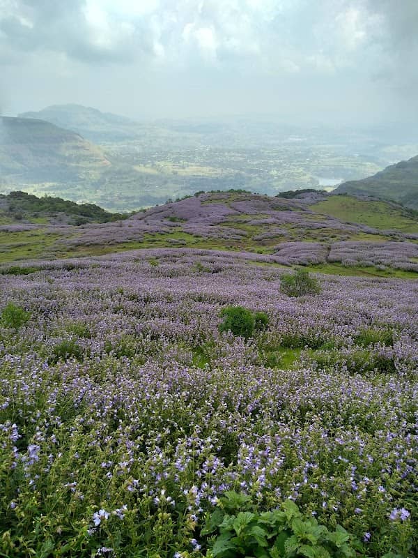 Valley of flowers - Image 1