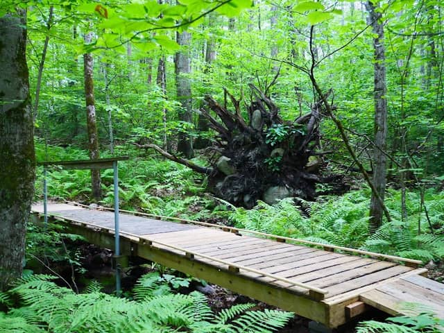 Upton-Morgan State Forest - Image 2