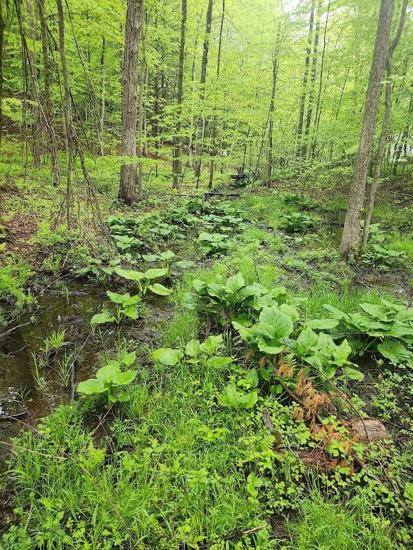 Margaret Rice Conservation Area - Image 2