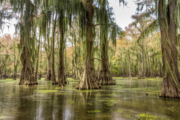 Caddo Lake - Image 1