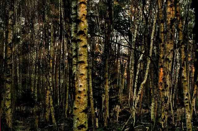 Streitmoor (ausgetrocknet) - Image 1