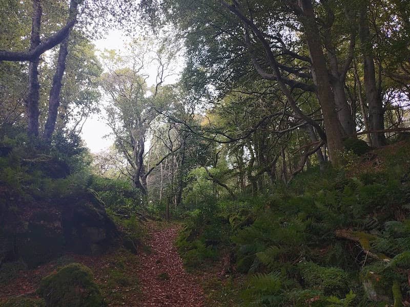 Cregagh Wood - Image 1