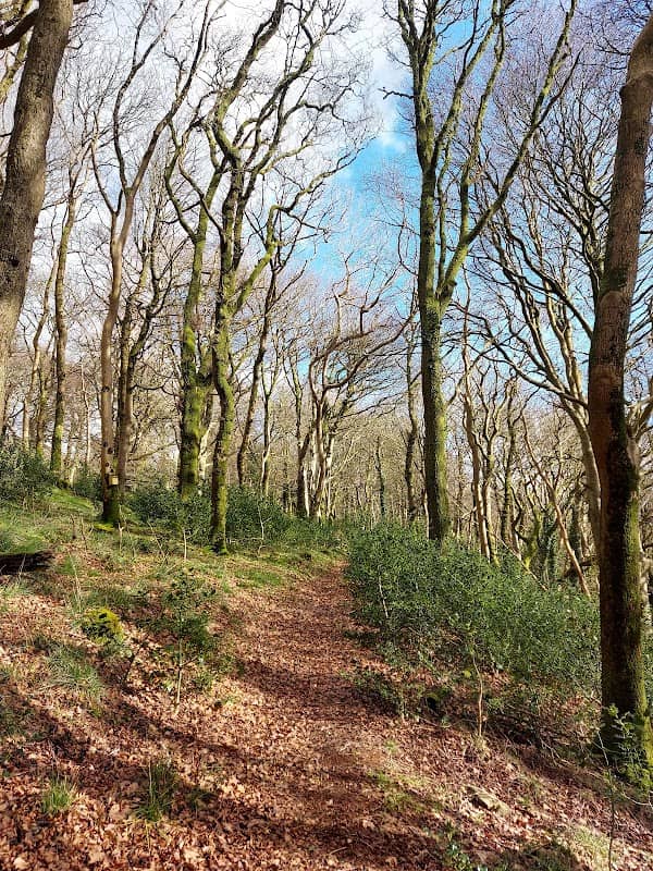 Cregagh Wood - Image 2