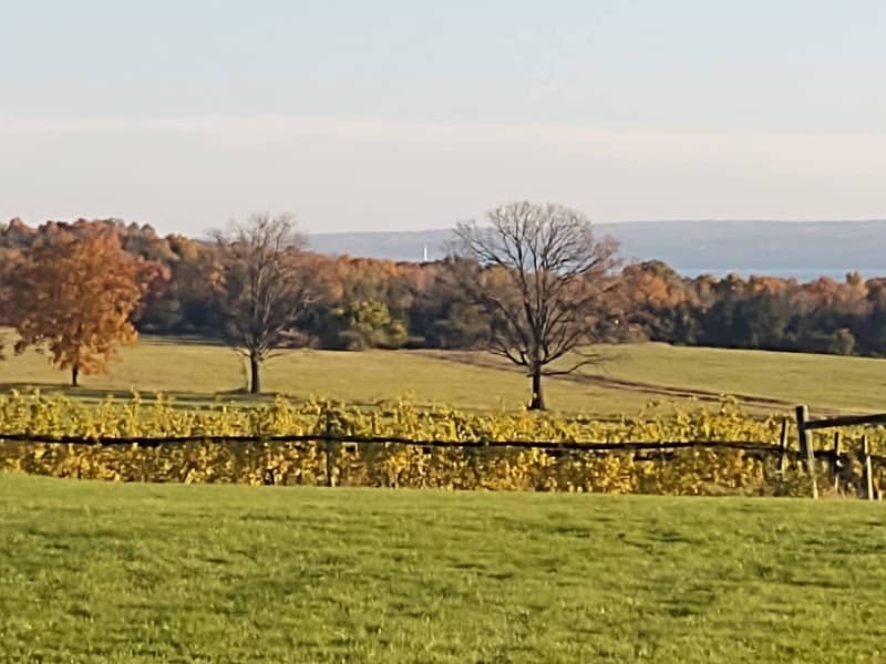 Long Point Winery - Image 2