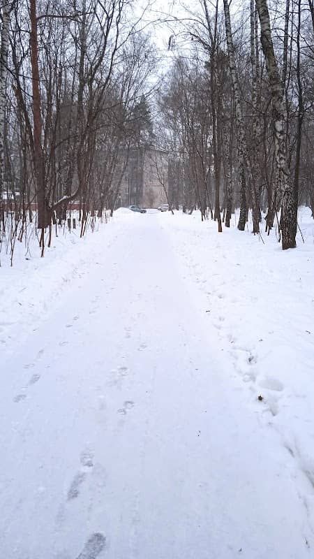forest of committee - Image 1