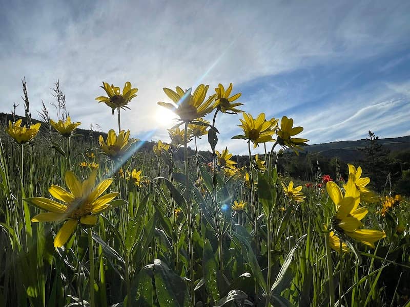 Mantua Poppy Field - Image 1