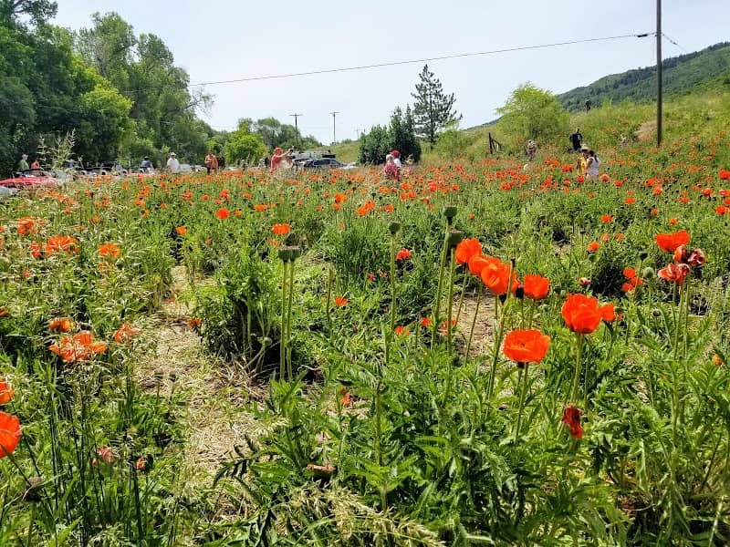 Mantua Poppy Field - Image 2