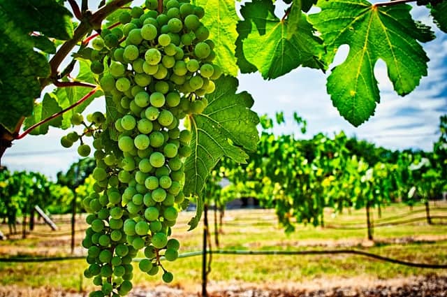 Castle Oaks Winery - Image 1