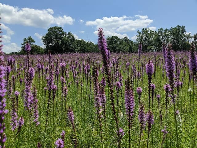 Chapparal Prairie State Nature Preserve - Image 2
