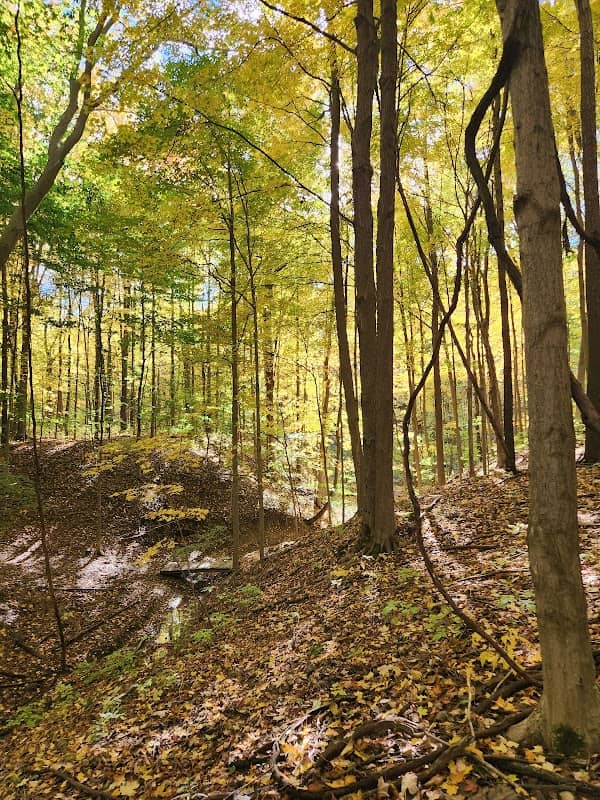Sugarwood Forest Preserve - Image 1