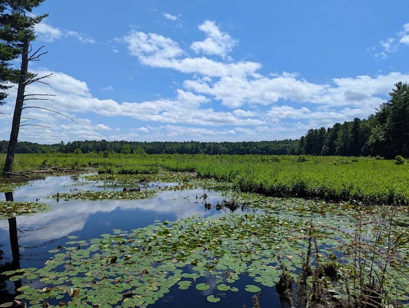 Lowell-Dracut-Tyngsborough State Forest - Image 1