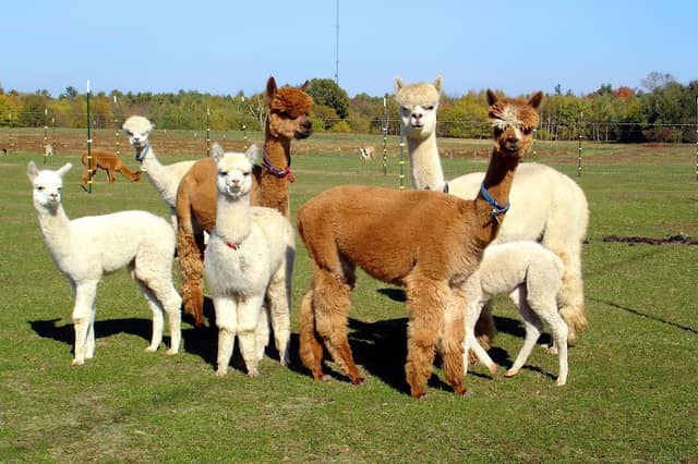 London Dairy Alpacas - Image 1