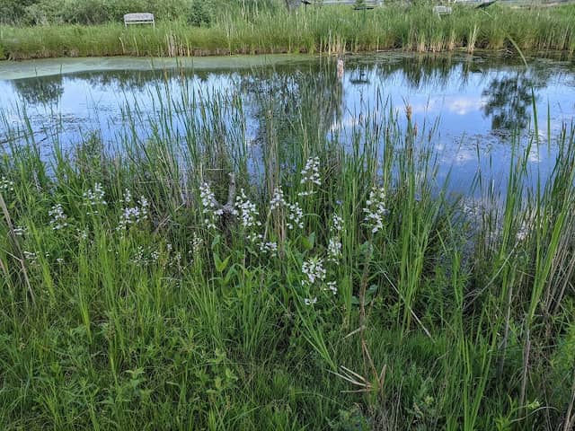 Marshfield Outdoor Learning Sanctuary - Image 2