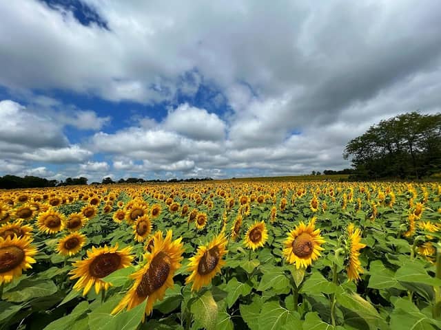 Grinter Farms - Image 1