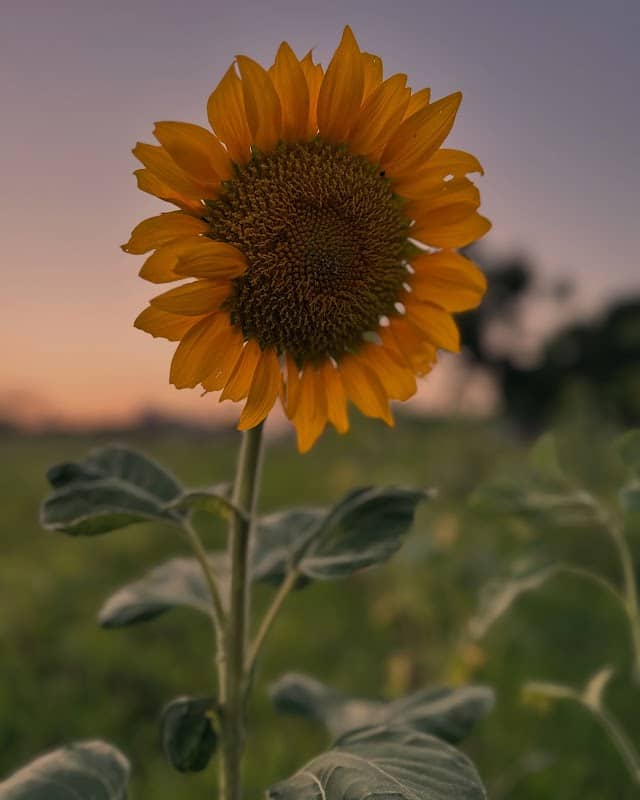 The Prairie Patch - Image 1