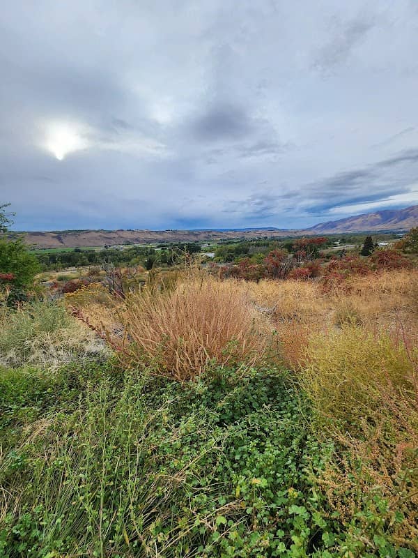 Selah Wind Phone - Image 2