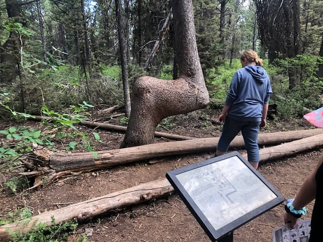 Limber Pine Nature Trail - Image 1