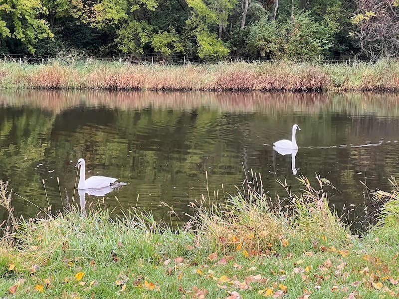 Live Swan Enclosure - Image 1
