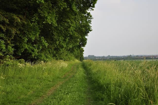 Waldgebiet Vordorf Meinholz - Image 1