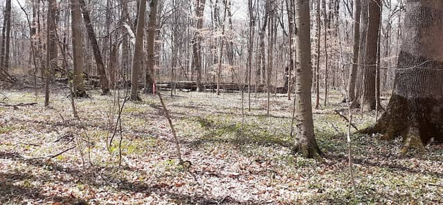 Stout Memorial Woodland - Image 1