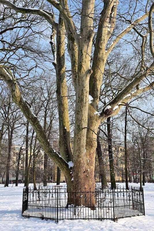 Platan klonolistny (pomnik przyrody) - Image 1
