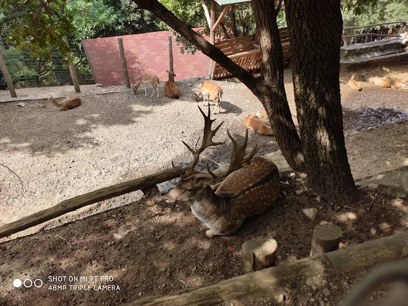 Riserva dei cervi del parco della Biodiversità di Catanzaro - Image 1