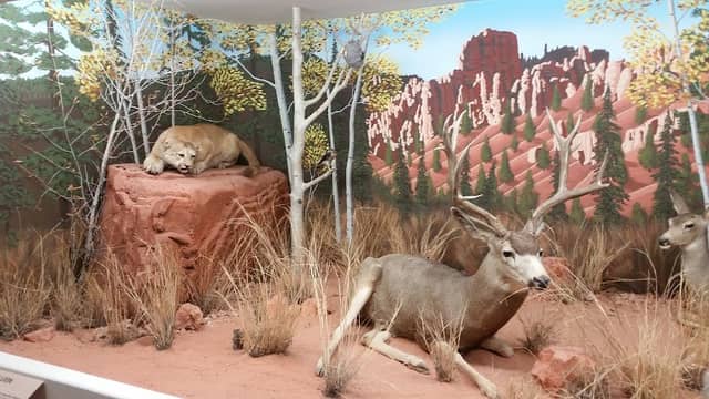 Bryce Wildlife Adventure - Image 2