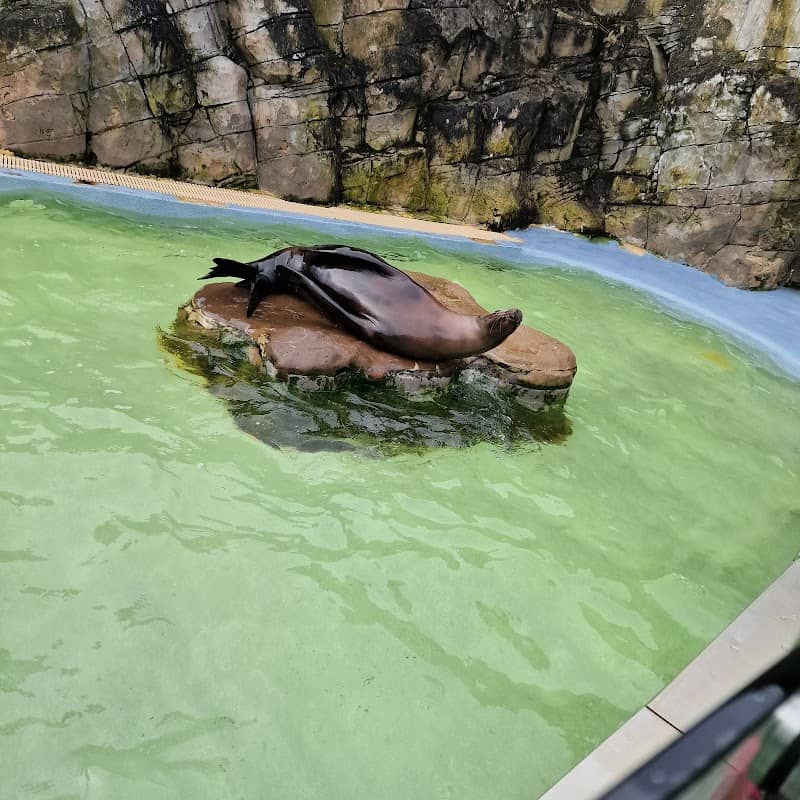 Sea Lion Centre - Image 2