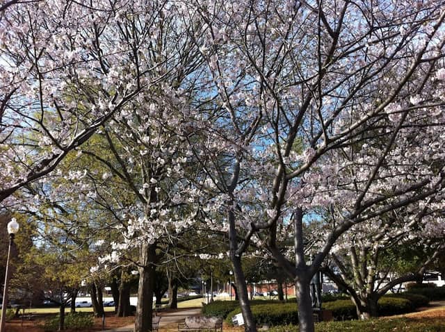 Birmingham Park and Recreation Board - Image 1