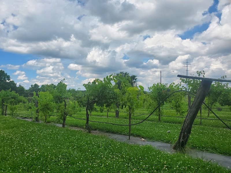Dover Vineyards - Image 1
