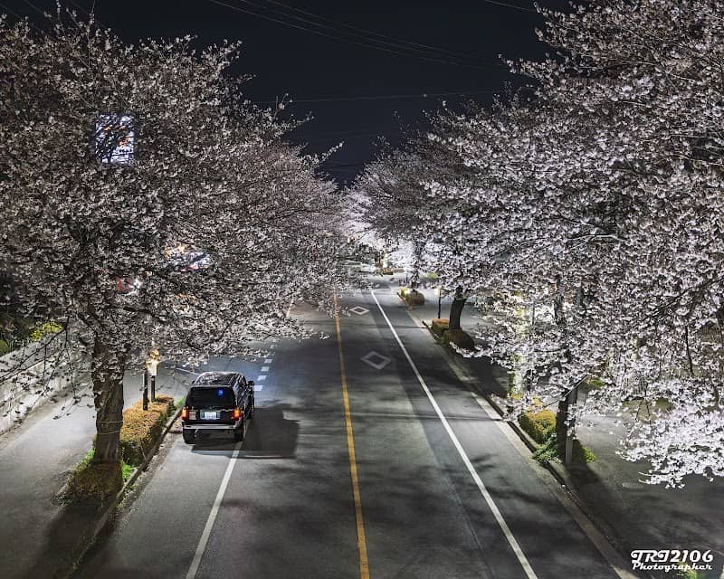 さつき大通り 桜並木 - Image 1