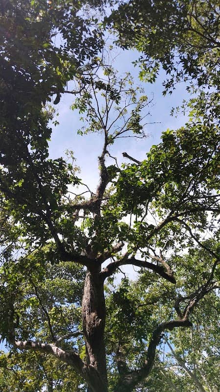 ต้นกะพ้อ - Image 1