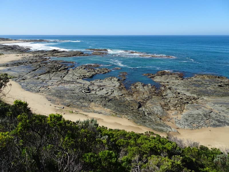 Seal Point - Image 1