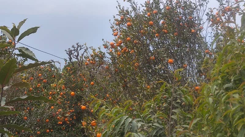 Shelpu Orange 🍊 Garden - Image 1