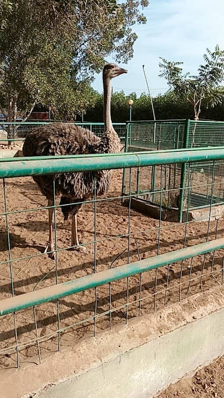Ostrich in zoo - Image 1