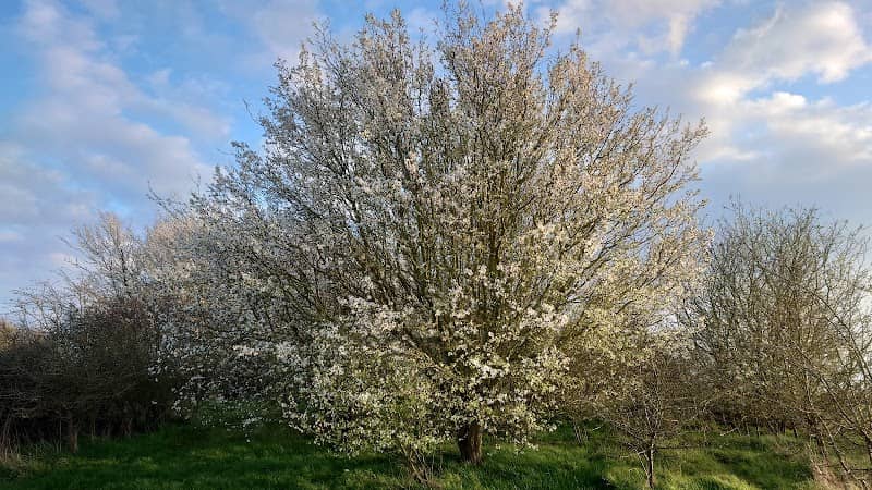 Canvey Heights Country Park - Image 1