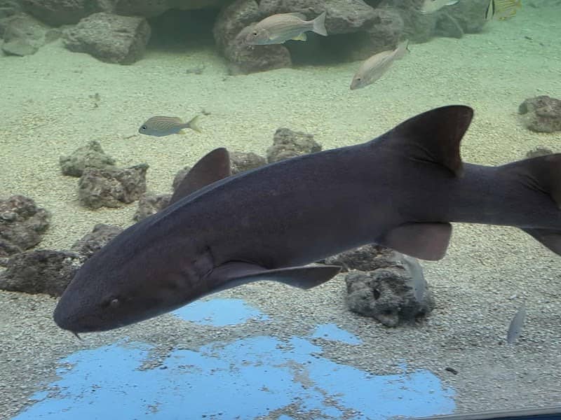 Tarpon Springs Aquarium and Animal Sanctuary - Image 1