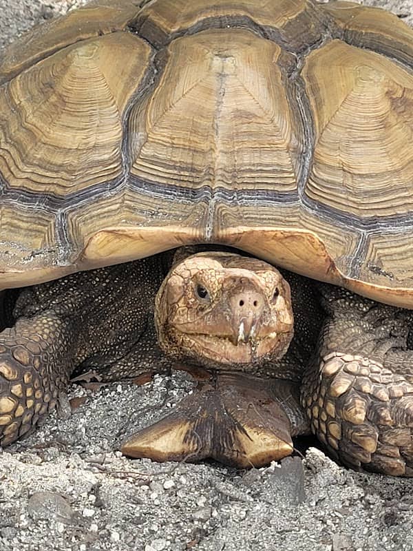 Tarpon Springs Aquarium and Animal Sanctuary - Image 2