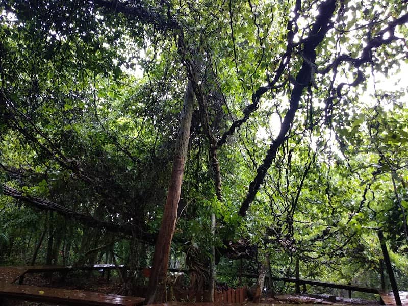 Pohon Trinil - Image 1