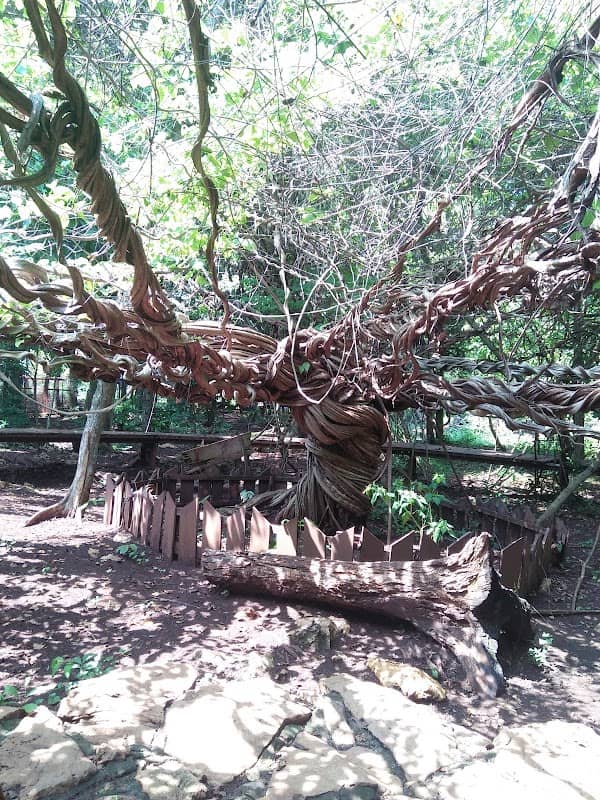 Pohon Trinil - Image 2