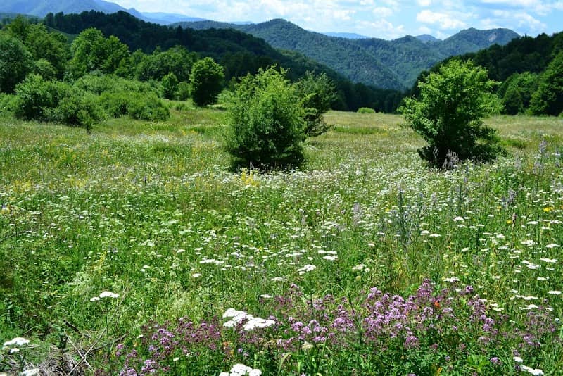 Stațiunea Lepșa - Image 1